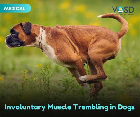 It can be a natural response to something in the dogs environment or it could be triggered by an underlying issue. . Dog involuntary thrusting